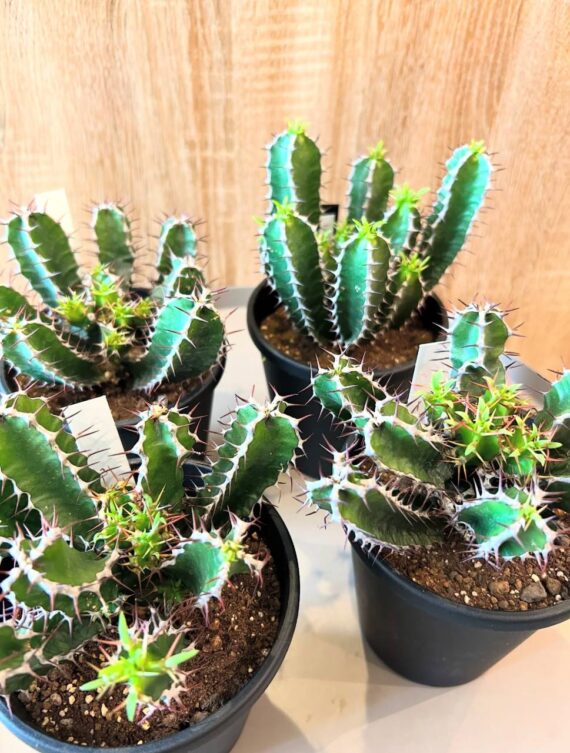 euphorbia mlangeana