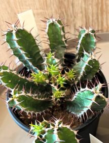 euphorbia mlangeana