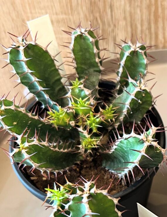 euphorbia mlangeana