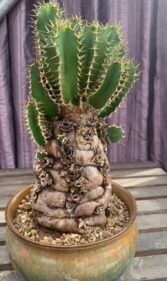 euphorbia mlangeana