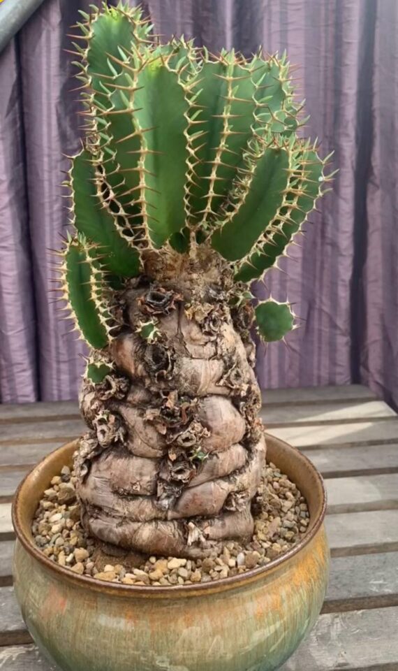 euphorbia mlangeana