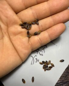 commiphora gileadensis seeds