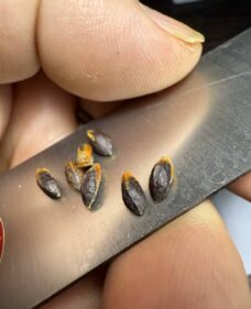 commiphora gileadensis seeds