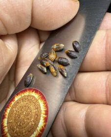 commiphora gileadensis seeds