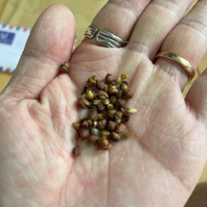 Commiphora foliacea seeds
