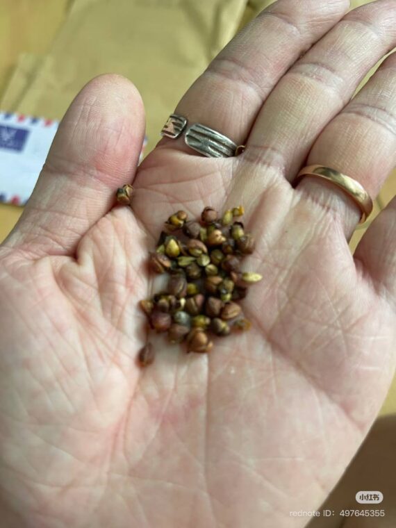 Commiphora foliacea seeds