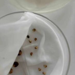Commiphora foliacea seeds