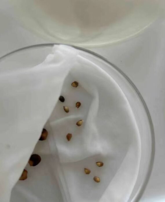 Commiphora foliacea seeds