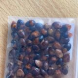 Commiphora foliacea seeds