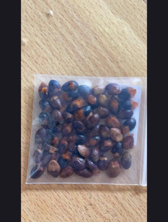 Commiphora foliacea seeds