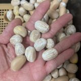 Encephalartos horridus dwarf seeds