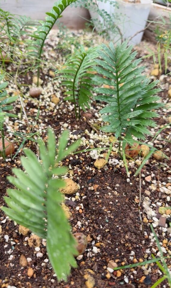 Encephalartos caffer seedlings