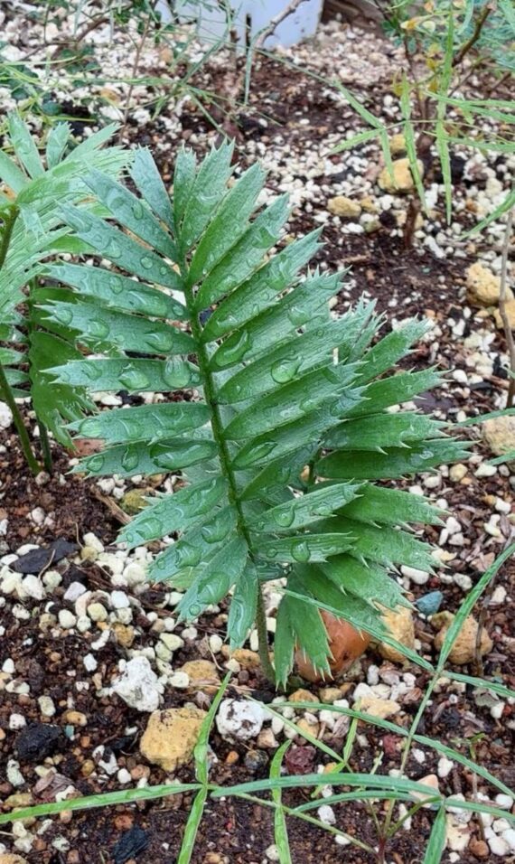 Encephalartos caffer seedlings