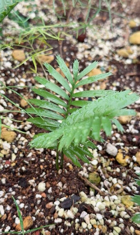 Encephalartos caffer seedlings