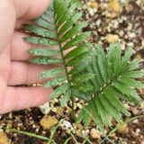 Encephalartos caffer seedlings