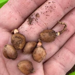 Zamia pygmaea seeds