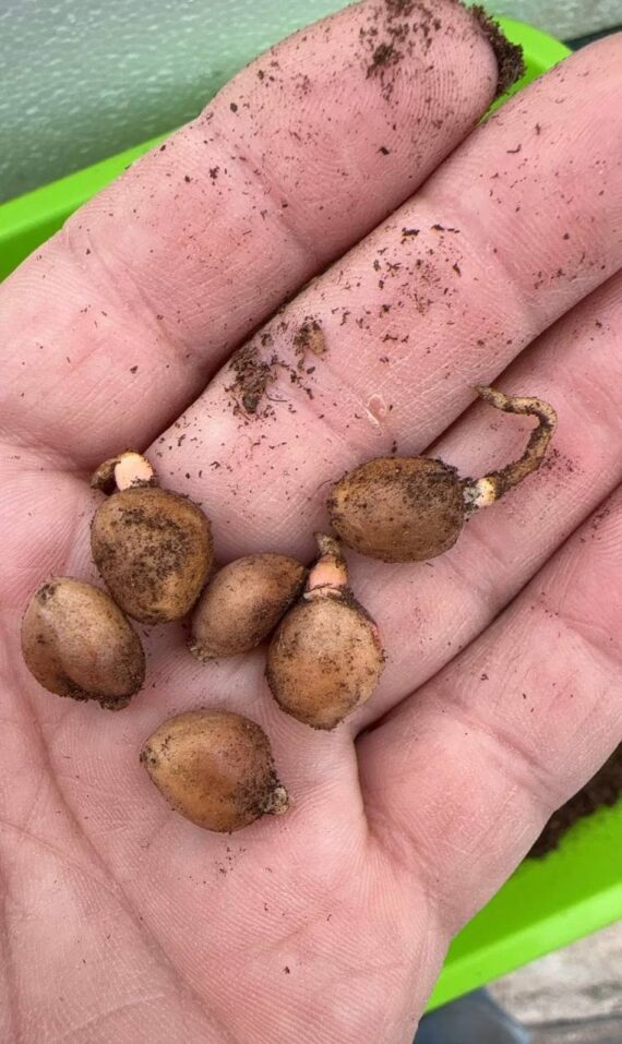 Zamia pygmaea seeds