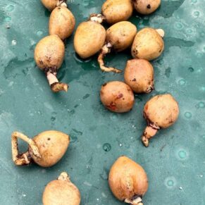 Zamia pygmaea seeds