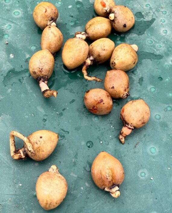 Zamia pygmaea seeds
