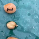 Zamia pygmaea seeds