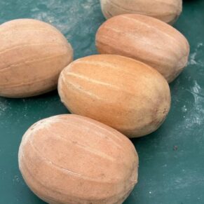 Encephalartos latifrons seeds