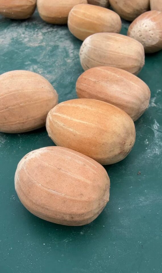 Encephalartos latifrons seeds