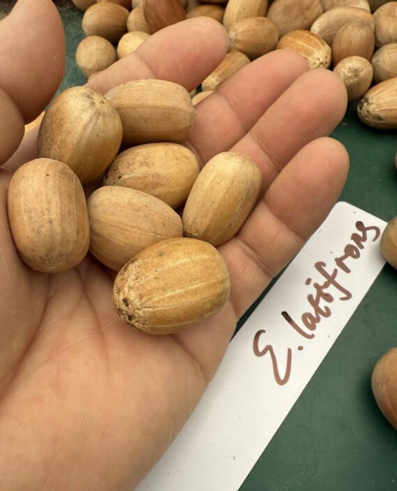 Encephalartos latifrons seeds