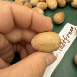 Encephalartos latifrons seeds