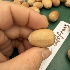 Encephalartos latifrons seeds