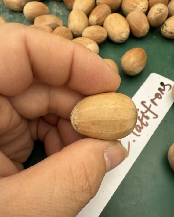 Encephalartos latifrons seeds