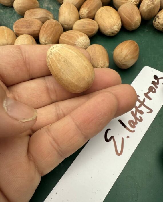 Encephalartos latifrons seeds