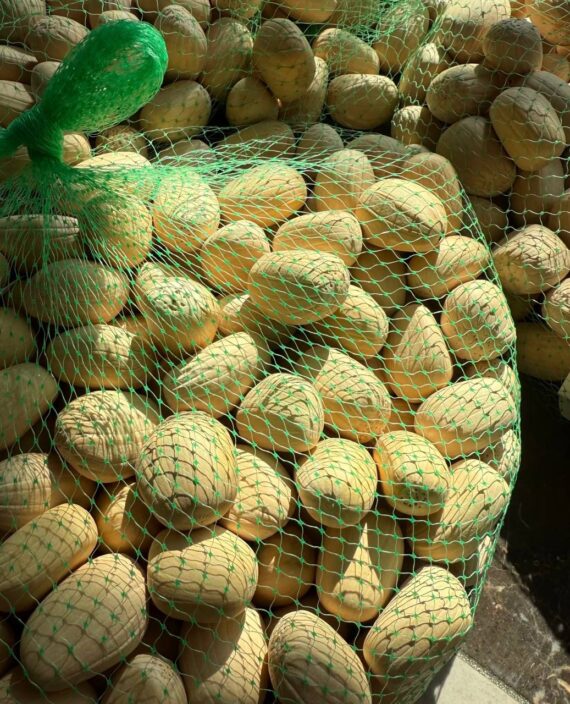Encephalartos middelburg seeds