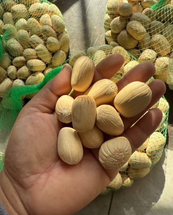 Encephalartos middelburg seeds