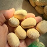 Encephalartos middelburg seeds