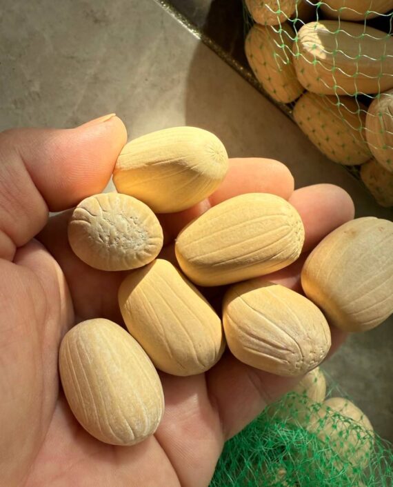 Encephalartos middelburg seeds