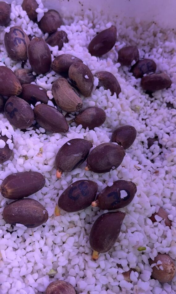 encephalartos cerinus seeds