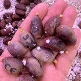 encephalartos cerinus seeds