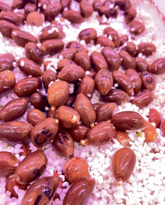 encephalartos cerinus seeds