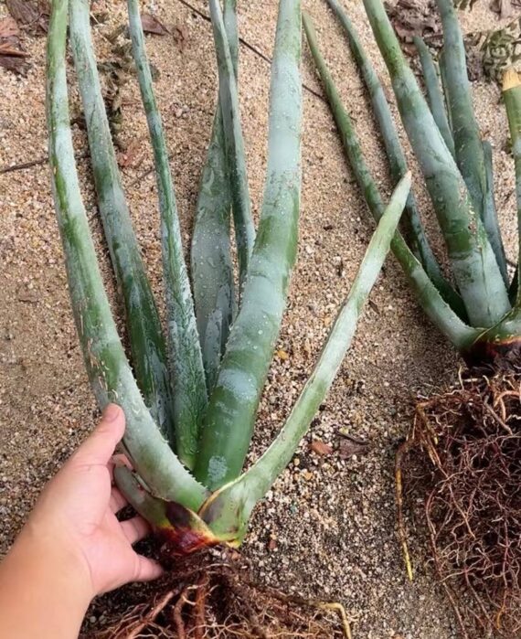 Aloe suzannae