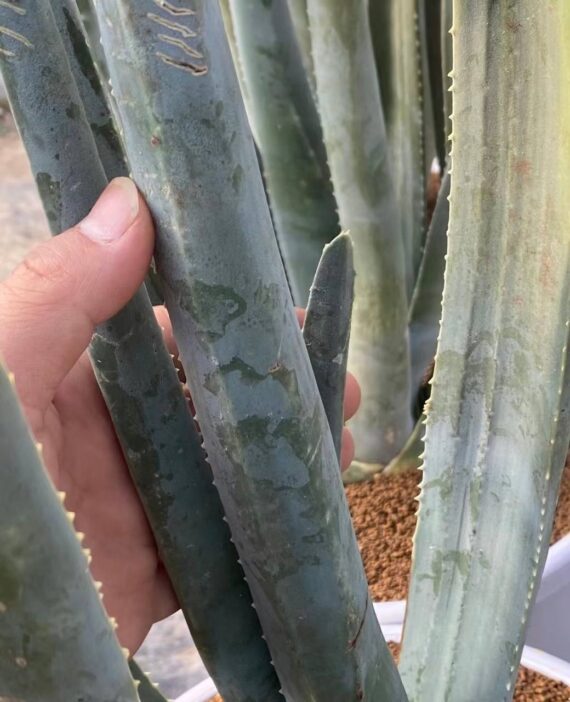 Aloe suzannae