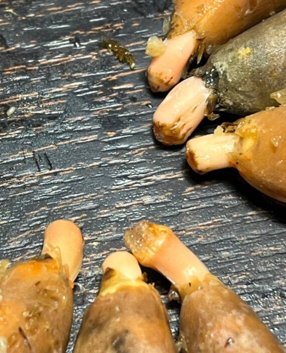 Aloe suzannae seeds