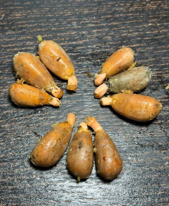 Aloe suzannae seeds