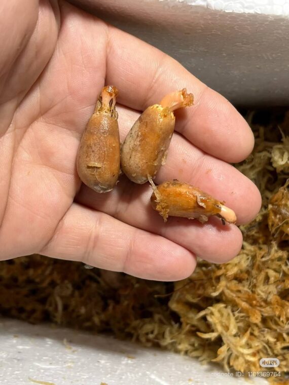 Aloe suzannae seeds