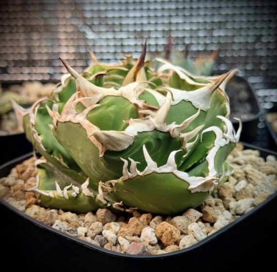 Agave titanota seeds