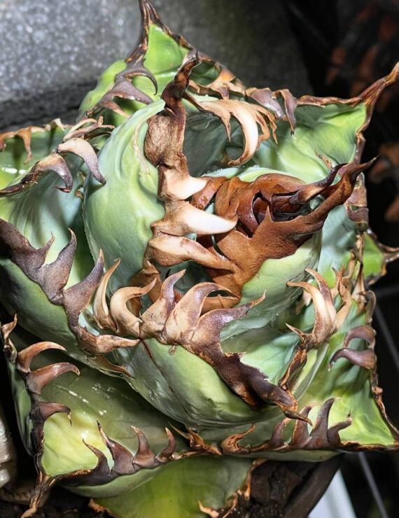 Agave titanota seeds