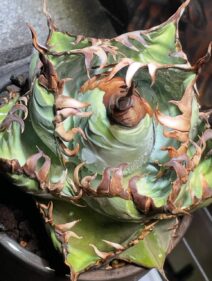 Agave titanota care 