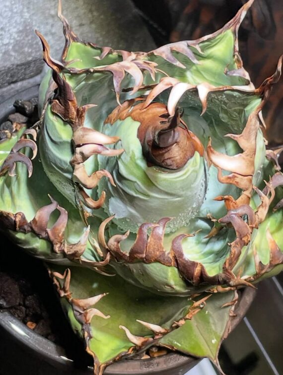 Agave titanota seeds