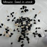 Agave titanota seeds