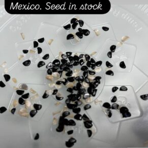 Agave titanota seeds