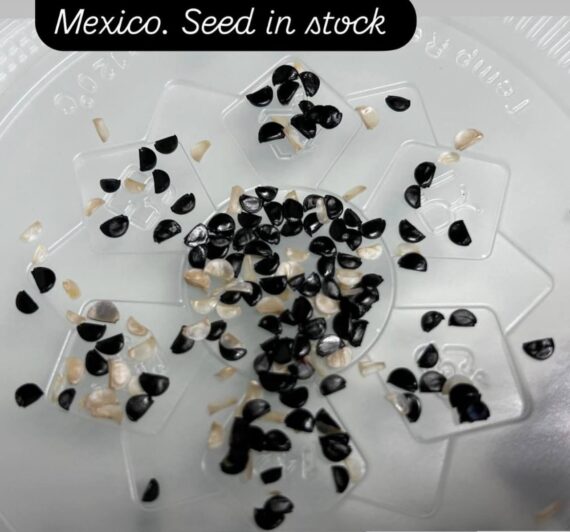 Agave titanota seeds